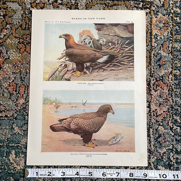 🖤5/$25 Antique Ornithological Bird Print Original Eagle - Picture 14 of 15